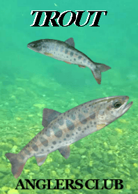 清流の女王 山女魚