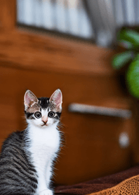 Nyanko Great Runaway#bbjam198.