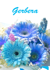 Gerbera vol.2