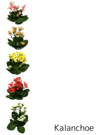 カランコエの着せかえ