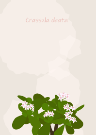 December's birth flower,Crassula obata