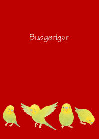 Cute Budgerigar2 on r & b