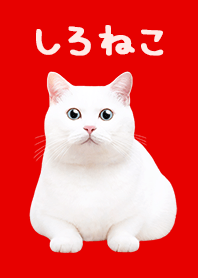 White Cat - Red