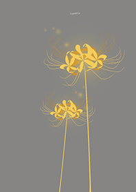 Lycoris golden Background gray