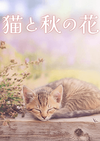 お昼寝子猫と秋の花