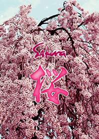 Sakura_1@