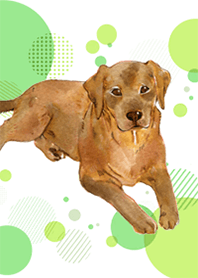 Labrador Brown by Ystudio