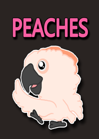 PEACHES a little cockatoo
