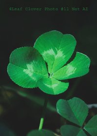 4-Leaf Clover Photo #11-31Not AI