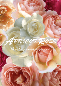 rose of apricot