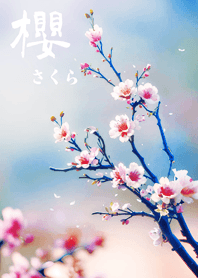 日本の超美しい桜(ライトブルー)