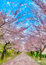 Cherry blossom 1