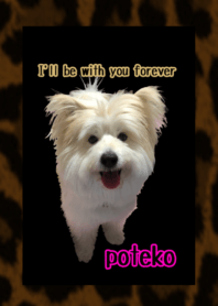 poteko1Theme