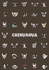 chihuahua2 - chocolate
