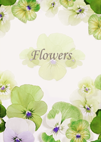 Pretty blooming viola florets8.