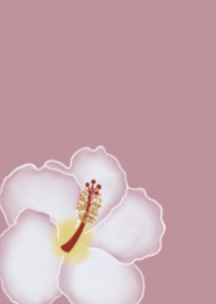 ชบา สีชมพู