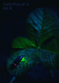Firefly Photo #1-9Not AI