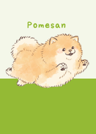 Pomeranian-san