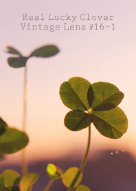四つ葉のクローバー Vintage Lens #16-1