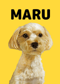 Dog Maru-chan (Photo)