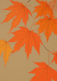 Maple   00628b
