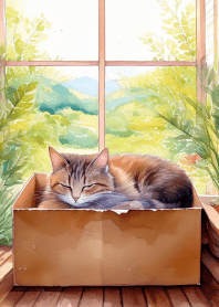 猫とダンボール♥