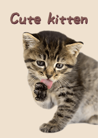 Cute Kitten -Kitten of brown tabby