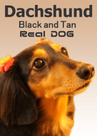 Real DOG Dachshund Black and Tan