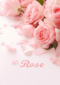 romantic  pink rose