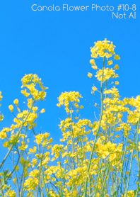 Canola Flower Photo#10-8Not AI