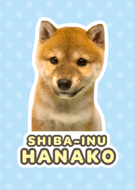 Shiba Inu Hanako [PhotoTheme*a01]