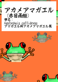 アカメアマガエル着せ替え