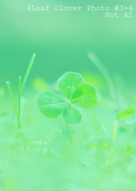4leaf Clover Photo #3-4 Not AI