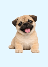 Plush Pug Theme Blue 04