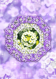 凶運を跳ね返すアリッサム花風水