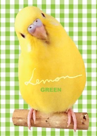 セキセイインコ レモン "チェックグリーン"