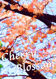 CherryBlossom