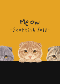 Meow - Scottish fold - PUMPKIN