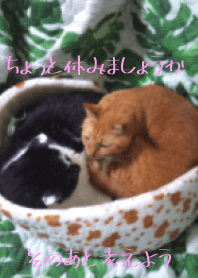 好朋友貓