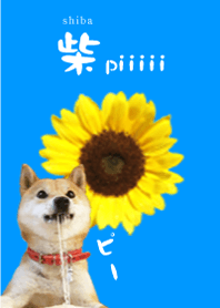 shiba piiiii