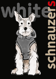 Miniature Schnauzer White