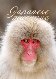 Cute Japanese macaque photo Theme