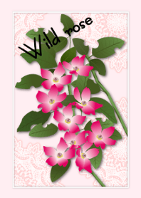 Wild rose(flower)