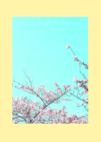 CHERRY BLOSSOMS & BLUE SKY/LIGHT YELLOW