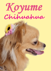 Chihuahua Koyume