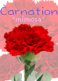 *Flower* Carnation #01-4