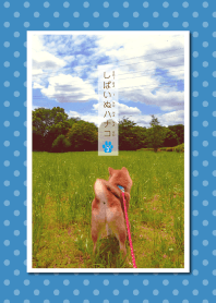 しばいぬハナコのきせかえ 3【柴犬写真】