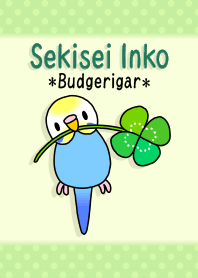 ＊ セキセイインコ ＊