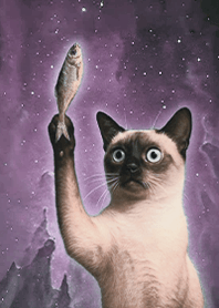 Starry Sky Mystery-Cat 1A