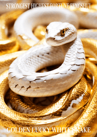 Golden Lucky White Snake 011